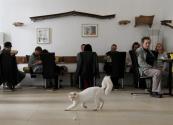 Europes First Cat Caf&eacute; Opens Its Doors To Public